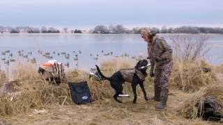 Gun Dog Training  Steadiness Tip [upl. by Pawsner754]