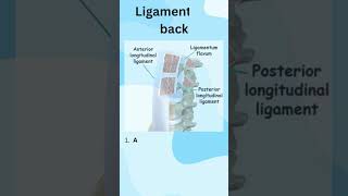 Understanding the Lower back Spine Anatomy [upl. by Bettine198]