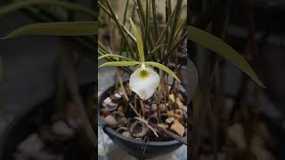 Orquídea Brassavola tuberculata e Cattleya  Laelia purpurata [upl. by Atteuqihc]