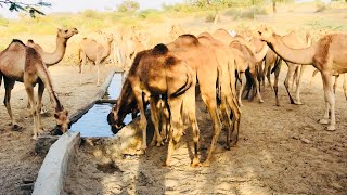 Camels are drinking water in the water pond [upl. by Enitsenrae]