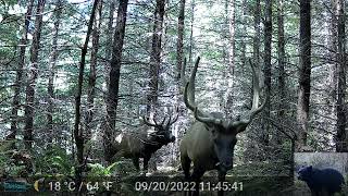 Three Big Bull Roosevelt Elk Walk by Our Trail Camera [upl. by Schoenburg]