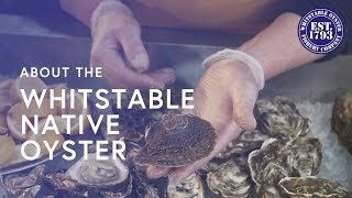 The Whitstable Native Oyster [upl. by Courtund]