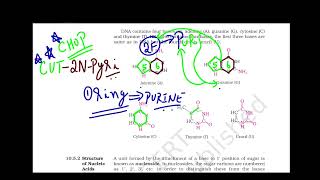 Video 6 Chapter 10 Biomolecules Tricks amp Tips to Recollect the Structure of Purines and Pyrimidines [upl. by Beesley]