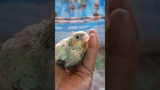 hand feeding chicks కి spoon తో hand feed చేయడం better [upl. by Fabria]