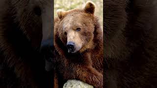 How long do bears hibernate for what are 3 bear facts bears bearfacts bearwildlife [upl. by Paapanen900]