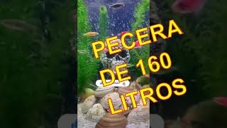 Acuario hecho en casa 160 lts inicio shorts fypシ parati [upl. by Miculek]