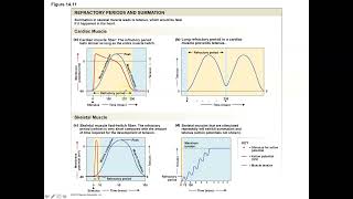 Unit 3 Part 6 Myocardial Action Potentials and the Influence of the ANS [upl. by Maze]