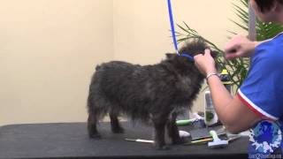 Handstripping the Cairn Terrier Using the 5050 Method with Michell Evans [upl. by Iene]