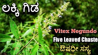 ಲಕ್ಕಿ ಗಿಡ Five Leaved Chaste Vitex Negundo [upl. by Aneger]