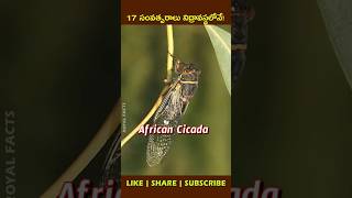 Worlds Loudest Insect🦗factsintelugu shortvideo youtubeshorts [upl. by Etnauq]