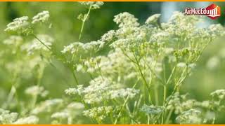 45 Benefits of ANISE or Pimpinella anisum leaves [upl. by Hartzke724]