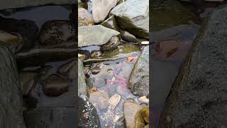 Red Brittle Starfish Walking timelapse shorts travel [upl. by Anaicilef]