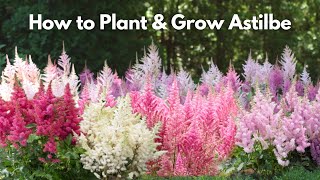 How to Plant and Grow Astilbe [upl. by Alard741]