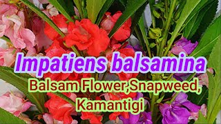 Impatiens balsaminaBalsam Flower seed propagation and care [upl. by Riba50]