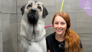 The Strongest Bite Force In The Dog Kingdom  Turkish Kangal [upl. by Yadroc531]