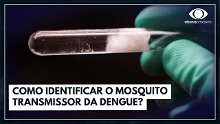 Como identificar o mosquito transmissor da dengue [upl. by Eiralam730]