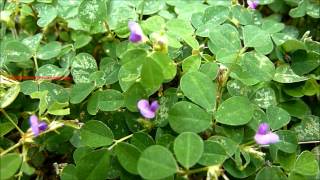 Medicinal Plant  Desmodium triflorum Linn  Creeping Tick Trefoil  നിലംപരണ്ട [upl. by Menell]