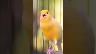 CANARY SINGING BIRDS SOUNDS AT ITS BEST  MELODIES CANARY BIRD SONG bird short canary [upl. by Dyann]