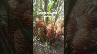 Shampoo Ginger Plant nature shortsviral [upl. by Enomaj]