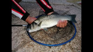 beautiful seabass adriatic sea fishing summer 2022 [upl. by An]