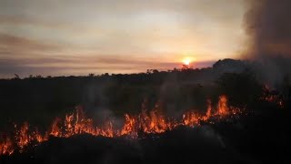 7900 Quadratkilometer in 1 Jahr Brasilien holzt Regenwald wie nie [upl. by Bearnard]