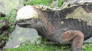 G Adventures  Galapagos Islands [upl. by Ttebroc]