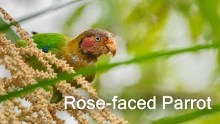 Rosefaced Parrot [upl. by Johannes]