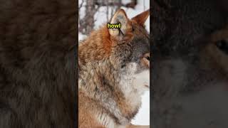 Wolves Incredible Facts About Nature’s Most Loyal Predators [upl. by Nanyt291]