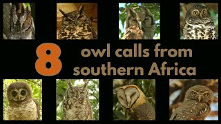 8 OWL CALLS from southern Africa [upl. by Tremann823]