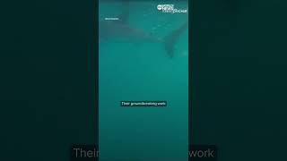 NatGeo doc quotBaby Sharks in the Cityquot reveals secret life of baby great white sharks [upl. by Attenauq]