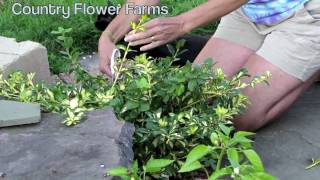 How to Prune Euonymus Moonshadow [upl. by Thibaud]