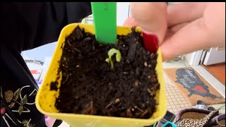 We have a gnat problem Sowing more seeds and an unexpected seed packet find [upl. by Arawaj]