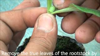 How to graft cucurbits [upl. by Evita]