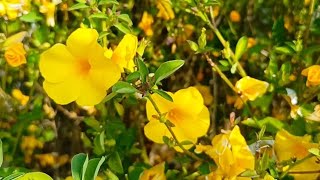 Beautiful Golden flax linum flavum in a village [upl. by Noet235]