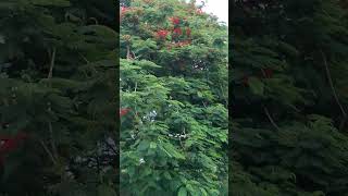 beautiful blooming gulmoharDelonix Regia youtubeshorts trendingshort gardening [upl. by Masterson]