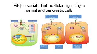 Transforming growth factorβ TGFβ intracellular signaling in pancreatic cancer cells Code 335 [upl. by Yelac565]