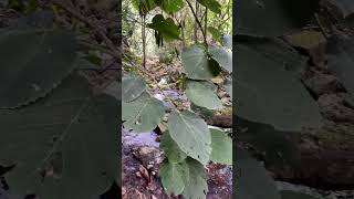 Stung by the Gympie Gympie tree in central NSW Scone mountain NP australia nature plants [upl. by Norrad930]