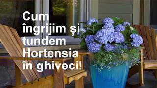 Cum ingrijim si tundem Hortensia in ghiveci [upl. by Marion]