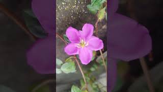 Florecita morada 💜 flores jardin [upl. by Zerla]