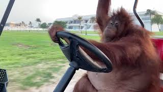 Famous Orang Utan drives Golf Cart and Heals your Soul [upl. by Auqenes137]