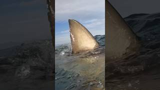 Great white shark head shot shorts [upl. by Adnerol114]