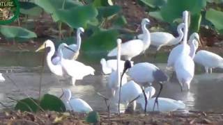 cattle egret and grazing cattle relationship amp bird [upl. by Yentnuoc426]