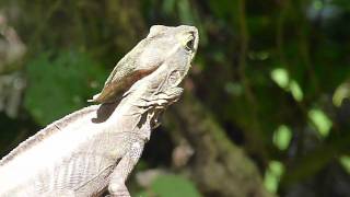 Basiliscus vittatus Brown Basilisk  Basilisco o charancaco [upl. by Annaesor]