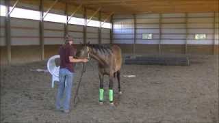 EASY CHICKS ROC  Yearling filly sired by GO ROC EM  Training session 7182013 [upl. by Llyrad]