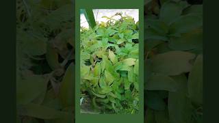 How to clean☘️Callisia☘️aagave havardiana country plantgardengoals shortsvideos viralvideo [upl. by Andryc]