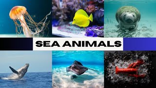 Sea Animals Names in English  Aquatic  English Educational Video sea seaanimalsforkids [upl. by Ng]