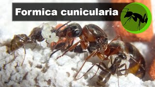 Formica cunicularia déjà en diapause 🤔 [upl. by Eelymmij828]