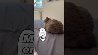 5 Anzeichen dass deine Katze denkt du bist ihre Mutter CatInfo catsofyoutube katze cat [upl. by Chud103]