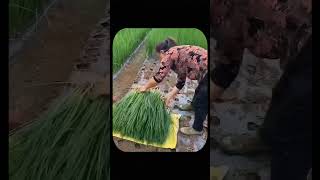 Incredible Japanese Farming Growing Rice on Rooftops amp Using Bamboo for Pesticides [upl. by Rahs]