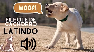 FILHOTE de CACHORRO CHORANDO  SOM DE FILHOTE DE CACHORRO LATINDO [upl. by Arno]